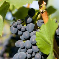 молдавский виноград :: Tatiana Florinzza
