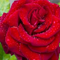 роза с россыпью дождя :: Tatsiana Latushko