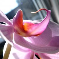 Орхидея :: Елизавета Белянина