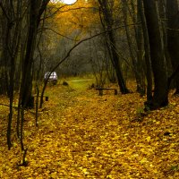 Осенний лес :: Елена Кривошеева