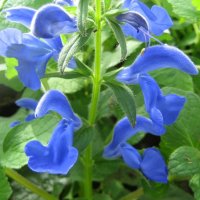 Salvia patens Oceana® Blue :: laana laadas