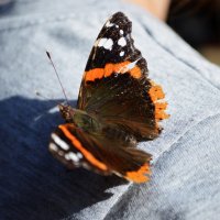 Бабочка :: Алина Леликова
