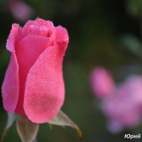 Цветы моего сада. Утренняя роза. :: Юрий Пожидаев