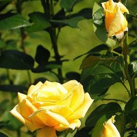 Царица жёлтых роз и золотистых пчёл... :: Галина 
