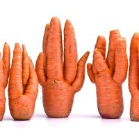 Морковные кактусы :: Валерий Бочкарев