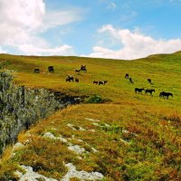 Как мустанги в старину :: Роман Величко