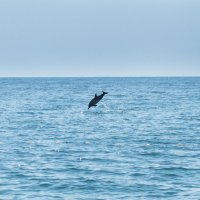 Дельфины покормиться приплыли, набережная Нижнеимеретинской низменности :: Елена Михеева