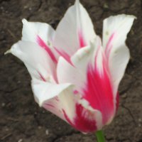 Белый фужер   тюльпана  с красным дном lotos 5 :: Valentina Lujbimova [lotos 5]