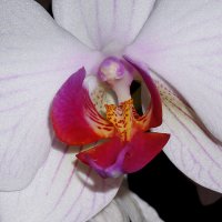 Орхидея :: Алексей Golovchenko