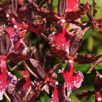 Орхидея Камбрия :: Елена Павлова (Смолова)