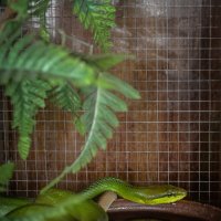 Змея и её отражение :: Ксения Базарова