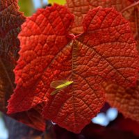 Осенний лист винограда :: Игорь 