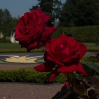 Алые розы Ораниенбаума :: Слава 