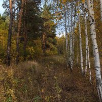 В осеннем лесу. :: Kassen Kussulbaev
