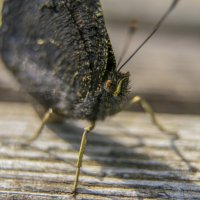 портрет бабочки :: Сергей Глотов