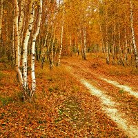 В самую чащу... :: Александр Бойко