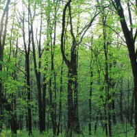 Весенний лес :: Meriguan91 Николай