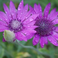 Цветы бессмертника после дождя :: Виктория Стукалина