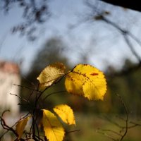 Осенние листья :: Ivan Zaytcev