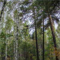 Осенний лес. :: Константин Ушмаев