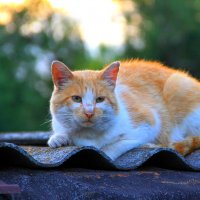 Рыжий кот на серой крыше :: Тамара 