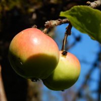 освещенные солнцем яблоки :: lesia 
