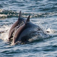 дельфины :: Андрей Потапов