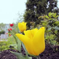 Жёлтые тюльпаны :: Сергей Мягченков