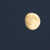 Моя первая Луна :: Алексей Павленко