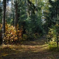 Смешанный лес осенью :: Виктор Берёзкин