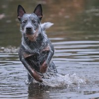 Водяной :: Ulentill Елена