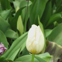 Белые    тюльпаны  ,словно  беле письмена  lotos   5 :: Valentina Lujbimova [lotos 5]