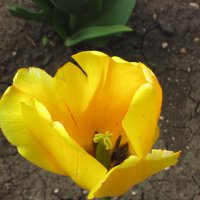 Нежность  в   лепестках  тюльпана   lotos 5 :: Valentina Lujbimova [lotos 5]