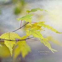 Нежность осени дарит улыбки трепещущих листьев... :: Ирина Котенева