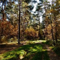 Шишкин лес в Нахабино :: Валентина Пирогова