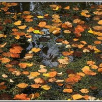 Листья жёлтые на гладь пруда ложатся... :: muh5257 