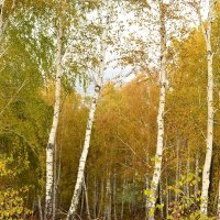 Осень в лесу :: galina tihonova