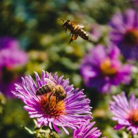 Пчёлы :: Анастасия 