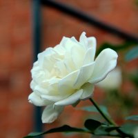 белая роза :: Елена Константиниди