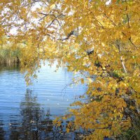 Там тонет в озере, собой любуясь, осень... :: Наталья 