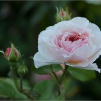 Роза в саду... :: Ирэн 