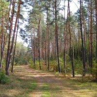 В начале октября :: Леонид Корейба