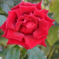 роза :: виктория коробчук