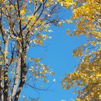 Осенние листья. :: Фотогруппа Весна