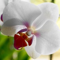 Орхидея :: ALena Gawrilenko