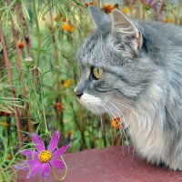 Кот и цветок :: Daria Sergeevna