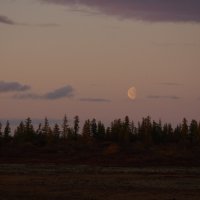 Луна поднимается над лесом :: Медведев Сергей 