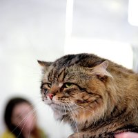 Сибирский кот :: Алена Белкина