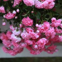 Розовые цветы :: Артем Бардюжа