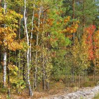 Осенняя палитра смешанного леса :: Леонид Корейба